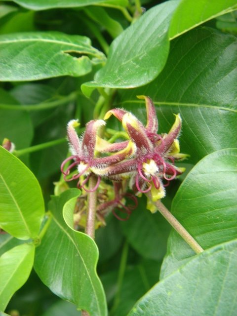 Periploca graeca